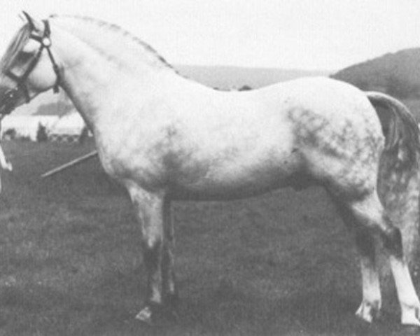 stallion Coed Coch Pryd (Welsh mountain pony (SEK.A), 1963, from Coed Coch Madog)