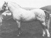 Deckhengst Coed Coch Pryd (Welsh Mountain Pony (Sek.A), 1963, von Coed Coch Madog)