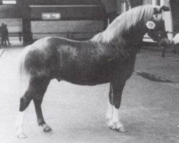 stallion Twyford Pepper II (Welsh mountain pony (SEK.A), 1975, from Rowfant Possum)