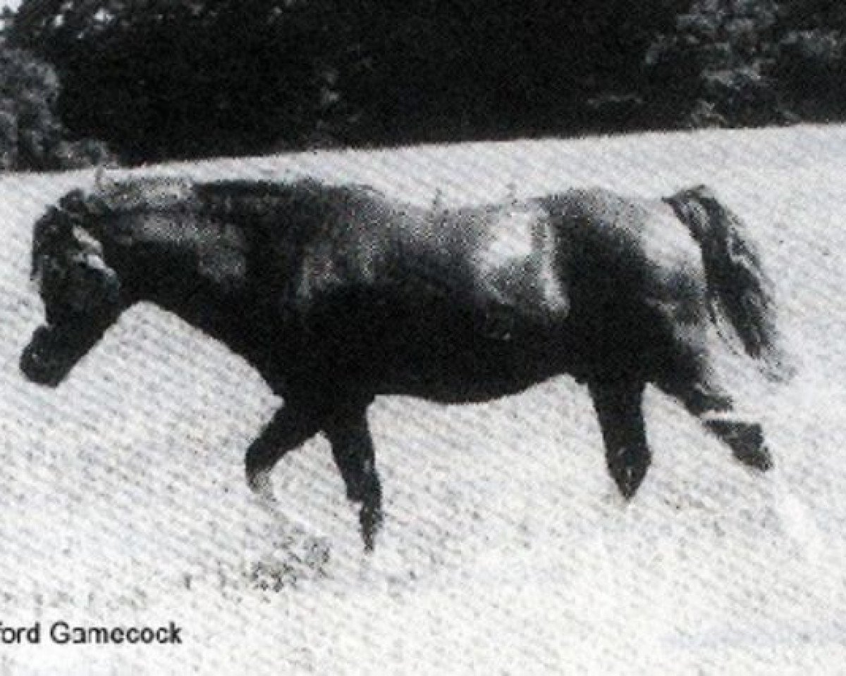 stallion Twyford Gamecock (Welsh mountain pony (SEK.A), 1964, from Twyford Grenadier)