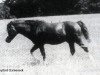 stallion Twyford Gamecock (Welsh mountain pony (SEK.A), 1964, from Twyford Grenadier)