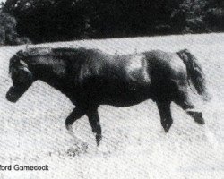 Deckhengst Twyford Gamecock (Welsh Mountain Pony (Sek.A), 1964, von Twyford Grenadier)