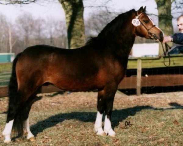 stallion Cuppers Rockefeller (Welsh mountain pony (SEK.A), 1991, from Nachtegaal's Captain)