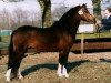 Deckhengst Cuppers Rockefeller (Welsh Mountain Pony (Sek.A), 1991, von Nachtegaal's Captain)