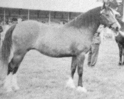 Zuchtstute Nebo Rosebud (Welsh-Cob (Sek. D), 1968, von Rhystyd Prince)