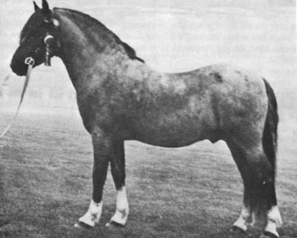 stallion Coed Coch Socyn (Welsh mountain pony (SEK.A), 1944, from Coed Coch Glyndwr)