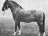 stallion Coed Coch Socyn (Welsh mountain pony (SEK.A), 1944, from Coed Coch Glyndwr)