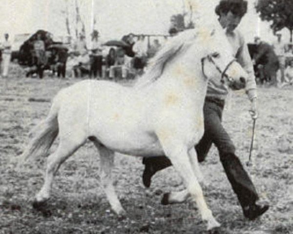 stallion Coed Coch Proffwyd (Welsh mountain pony (SEK.A), 1952, from Coed Coch Madog)