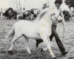 Deckhengst Coed Coch Proffwyd (Welsh Mountain Pony (Sek.A), 1952, von Coed Coch Madog)