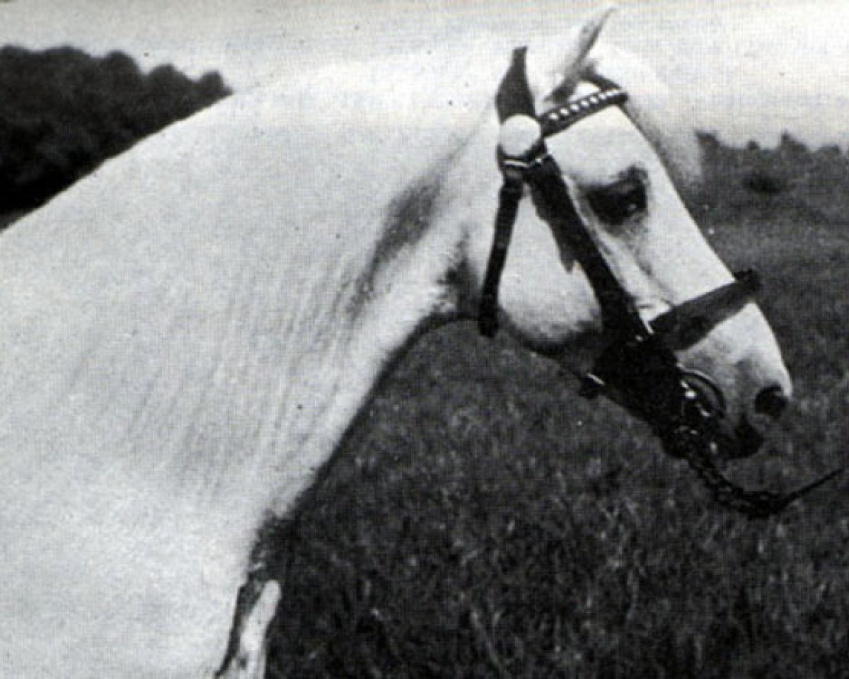 Deckhengst Bowdler Brightlight (Welsh Mountain Pony (Sek.A), 1923, von Mathrafal Havoc)