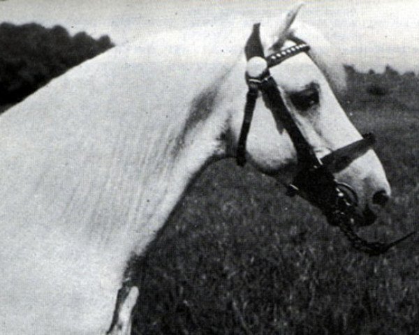 stallion Bowdler Brightlight (Welsh mountain pony (SEK.A), 1923, from Mathrafal Havoc)