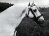 stallion Bowdler Brightlight (Welsh mountain pony (SEK.A), 1923, from Mathrafal Havoc)
