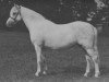 broodmare Coed Coch Siaradus (Welsh mountain pony (SEK.A), 1942, from Coed Coch Glyndwr)