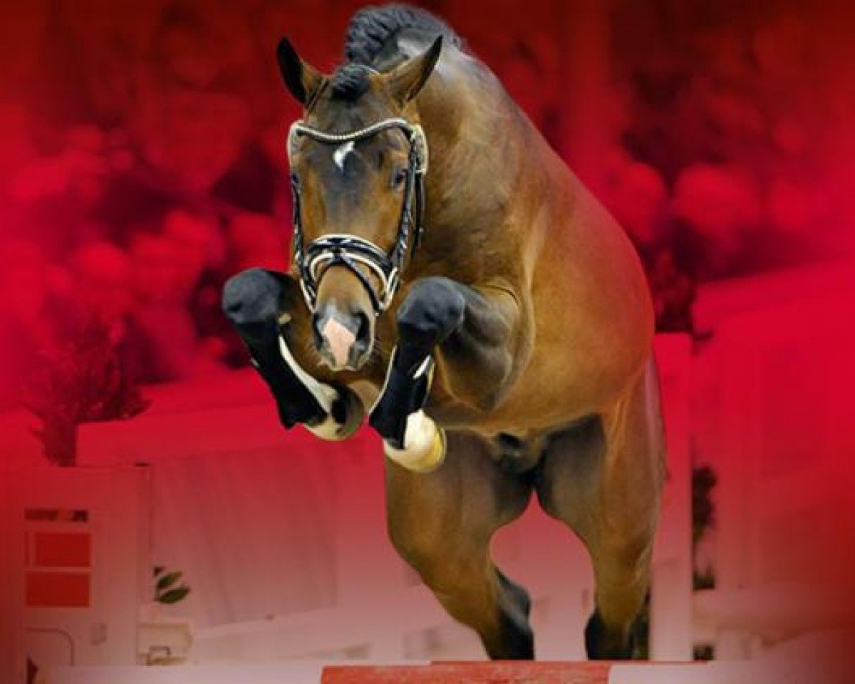 stallion Quidamus (Hanoverian, 2011, from Quite Rubin)