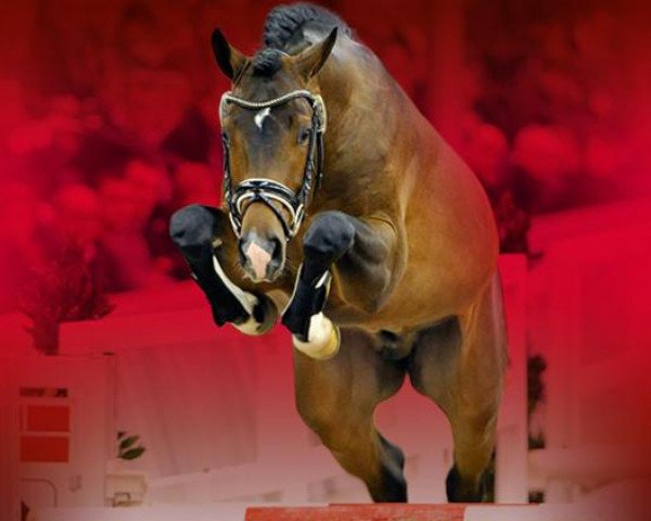stallion Quidamus (Hanoverian, 2011, from Quite Rubin)