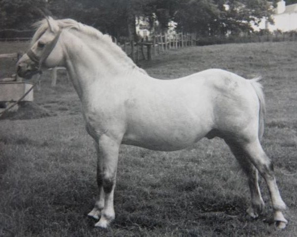 stallion Clan Dubail (Welsh mountain pony (SEK.A), 1951, from Coed Coch Glyndwr)