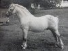 Deckhengst Clan Dubail (Welsh Mountain Pony (Sek.A), 1951, von Coed Coch Glyndwr)