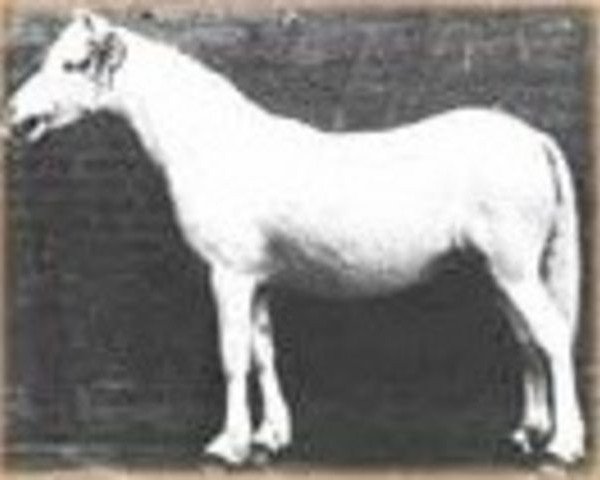 Zuchtstute Grove Peep O'Day (Welsh Mountain Pony (Sek.A), 1919, von Bleddfa Shooting Star)