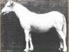 broodmare Grove Peep O'Day (Welsh mountain pony (SEK.A), 1919, from Bleddfa Shooting Star)