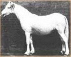 broodmare Grove Peep O'Day (Welsh mountain pony (SEK.A), 1919, from Bleddfa Shooting Star)