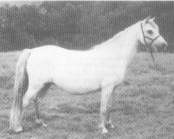 Zuchtstute Dinas Moonstone (Welsh Mountain Pony (Sek.A), 1945, von Coed Coch Glyndwr)