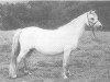 broodmare Dinas Moonstone (Welsh mountain pony (SEK.A), 1945, from Coed Coch Glyndwr)