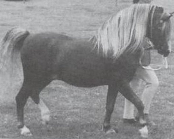 stallion Bengad Nepeta (Welsh mountain pony (SEK.A), 1967, from Sinton Solomon)