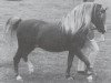 stallion Bengad Nepeta (Welsh mountain pony (SEK.A), 1967, from Sinton Solomon)