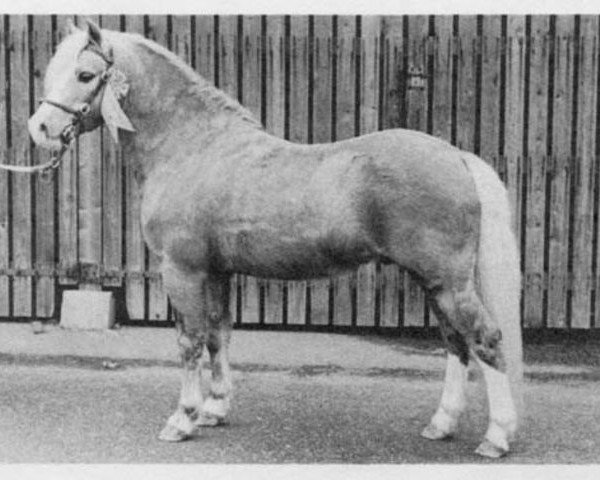 stallion Twyford Thunder (Welsh mountain pony (SEK.A), 1963, from Twyford Grenadier)