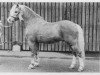 stallion Twyford Thunder (Welsh mountain pony (SEK.A), 1963, from Twyford Grenadier)