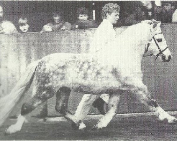 stallion Rondeels Matheus (Welsh mountain pony (SEK.A), 1973, from Rondeels Pengwyn)