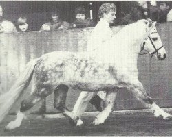 Deckhengst Rondeels Matheus (Welsh Mountain Pony (Sek.A), 1973, von Rondeels Pengwyn)