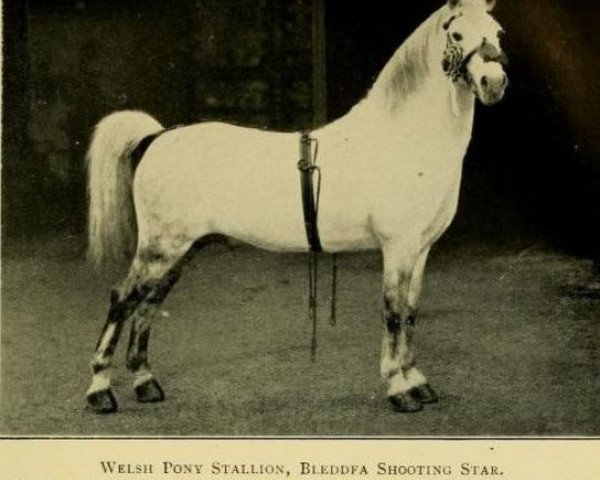 Deckhengst Bleddfa Shooting Star (Welsh Mountain Pony (Sek.A), 1901, von Dyoll Starlight)