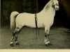stallion Bleddfa Shooting Star (Welsh mountain pony (SEK.A), 1901, from Dyoll Starlight)
