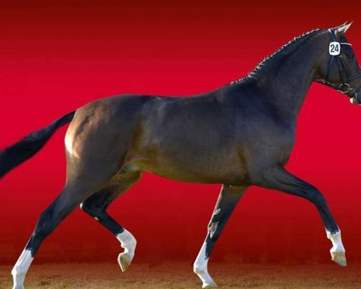 stallion Deveraux Deluxe (Westphalian, 2011, from Deveraux 3)