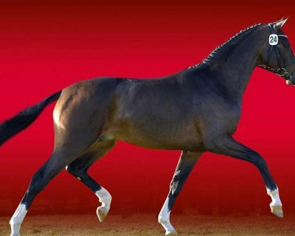 stallion Deveraux Deluxe (Westphalian, 2011, from Deveraux 3)