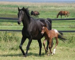 broodmare Ucella (Trakehner, 1996, from Hand in Glove xx)