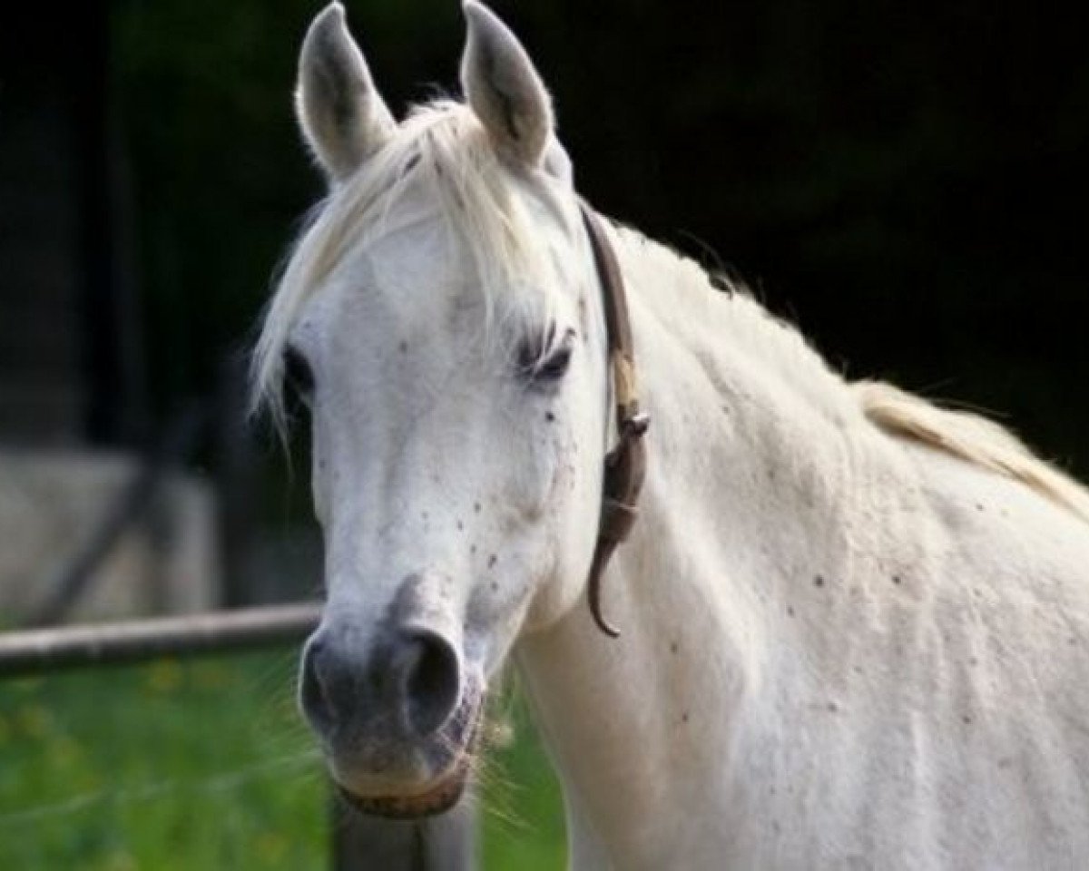 broodmare Noha 1971 ox (Arabian purebred, 1971, from Hadban Enzahi 1952 EAO)