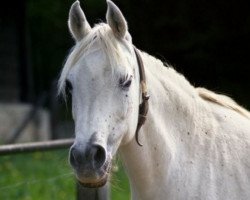 broodmare Noha 1971 ox (Arabian thoroughbred, 1971, from Hadban Enzahi 1952 EAO)