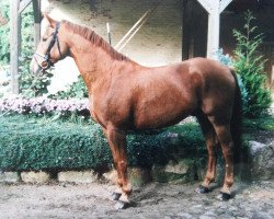 horse Le'Gennaro (Hanoverian, 1989, from Leibwaechter I)