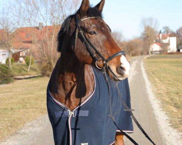 horse Domingo 549 (German Riding Pony, 2000, from Dusty)