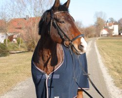 horse Domingo 549 (German Riding Pony, 2000, from Dusty)