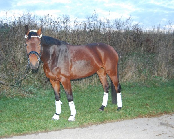 dressage horse Remember's Ruby (Oldenburg, 2007, from Samarant)