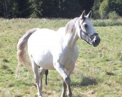 Pferd Nea (Schwedisches Warmblut, 2002, von Almeto Z)