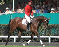 horse Levantiner (Hanoverian, 2003, from Lauries Crusador xx)