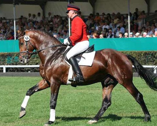 stallion Fundskerl (Hanoverian, 2003, from Fighting Alpha)