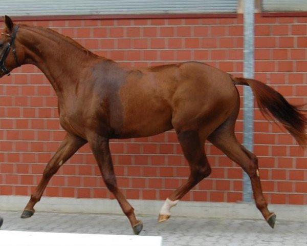 stallion Nymphenburgs Sundowner (Rhinelander, 2011, from Stoiber SN)