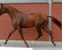 stallion Nymphenburgs Sundowner (Rhinelander, 2011, from Stoiber SN)