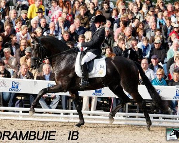 stallion Drambuie (Westphalian, 2007, from Damon Hill)