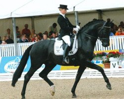 dressage horse Soliere (Hanoverian, 2004, from Sandro Hit)